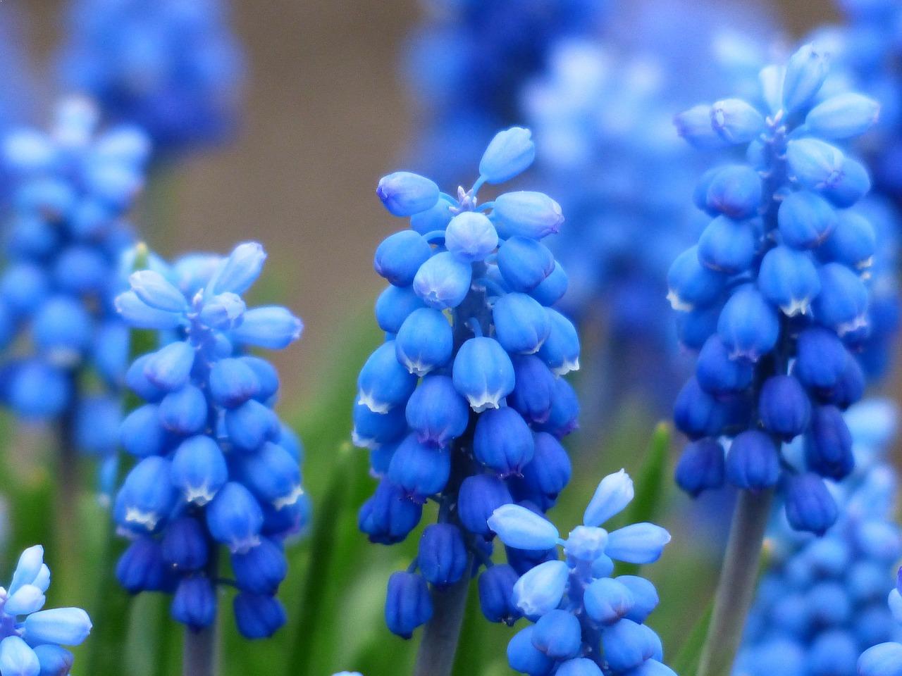10 Most Beautiful Flowers