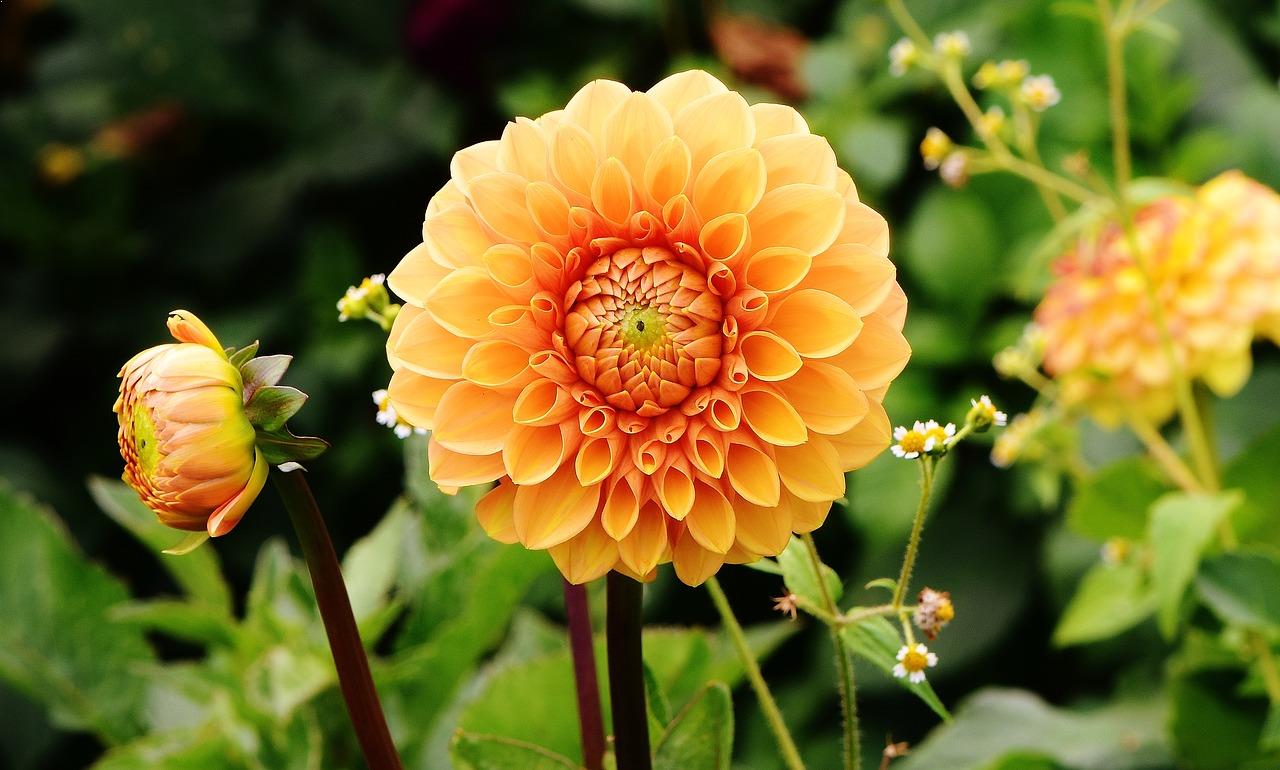 Top 10 Most Beautiful Flowers in the World