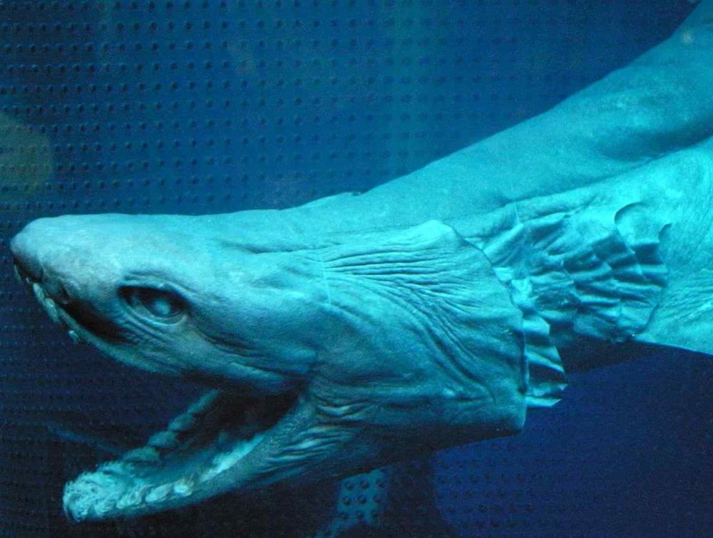 Top 20 Most Terrifying Deep Sea Creatures