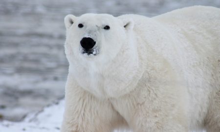 Polar Bear Enjoying Antartica