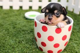 puppy in a teacup