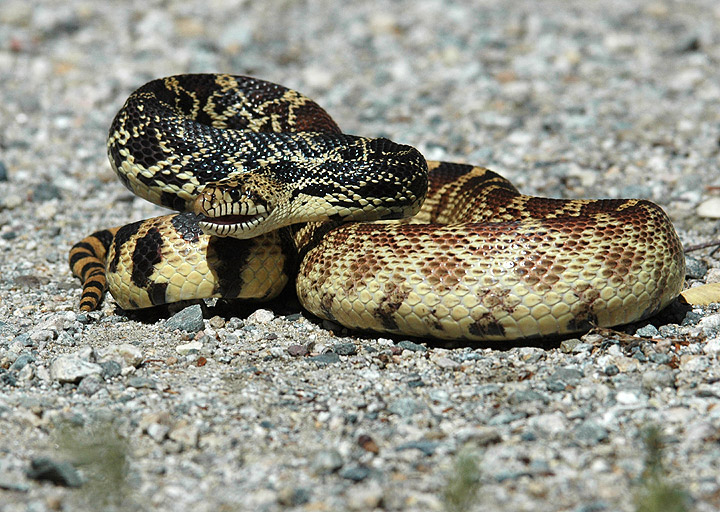 Non-Venomous Snakes