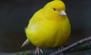 Best Singing Birds