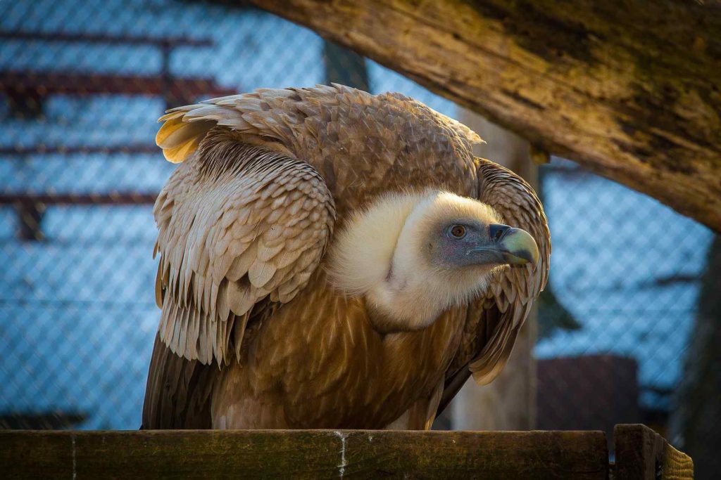 Ruppell’s Griffon Vulture
