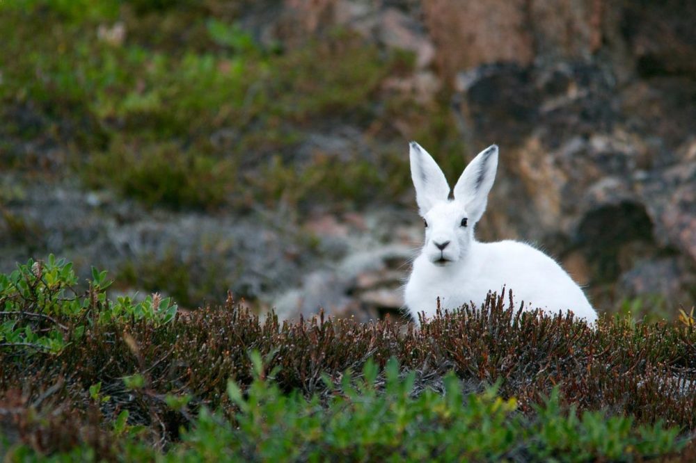 Top 10 Animals Found in Arctic Region