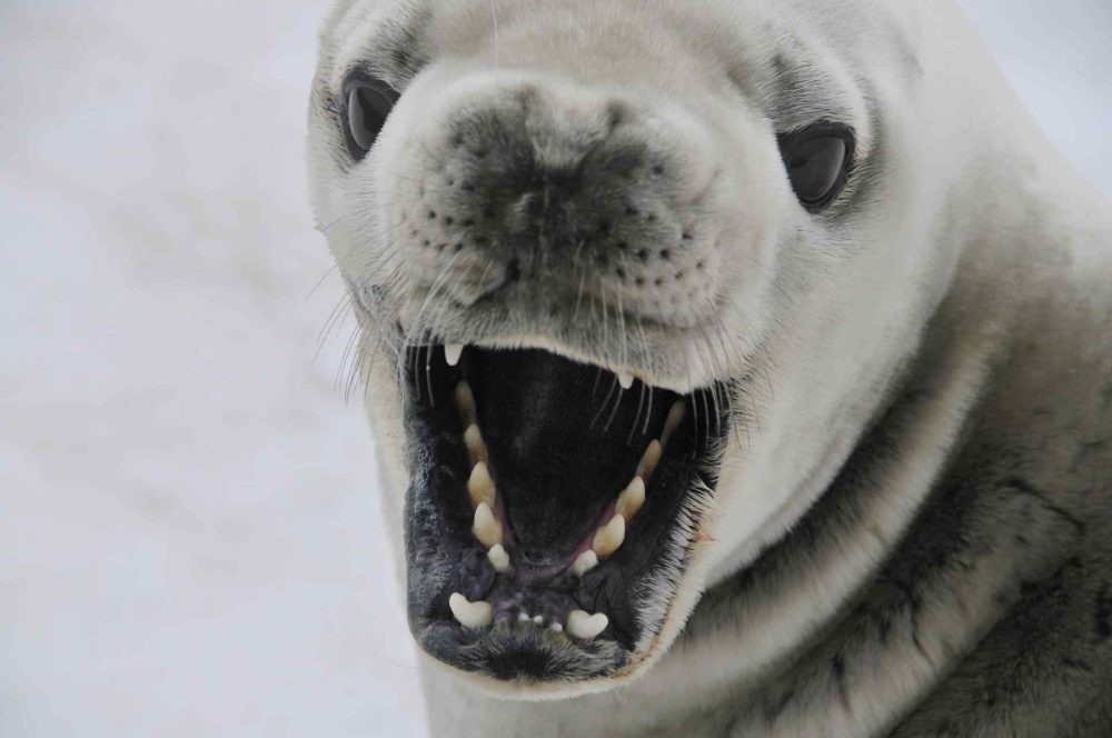 Top 10 Beautiful Antarctic Animals