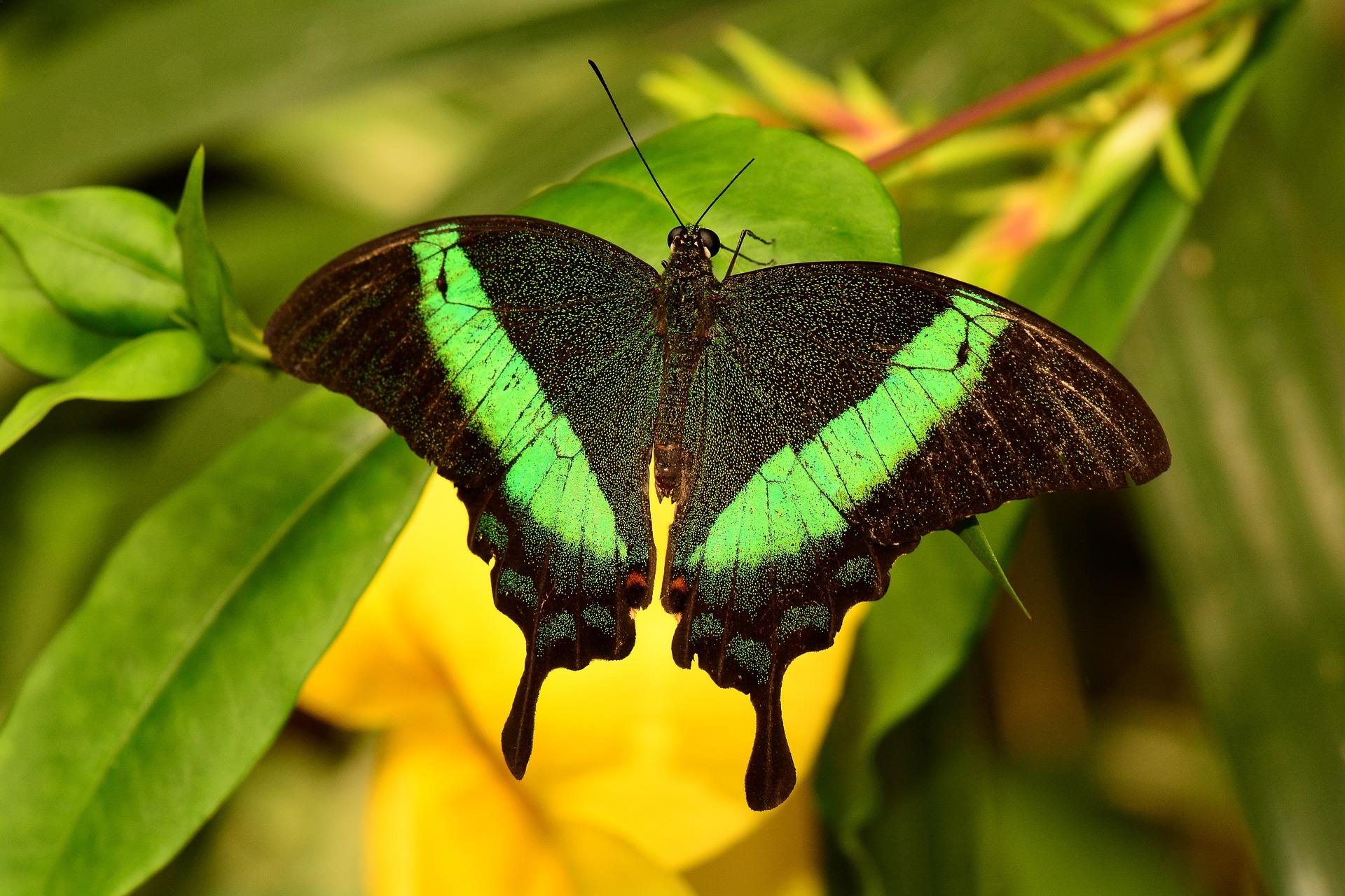 Download 10 Most Amazing And Beautiful Butterflies In The World