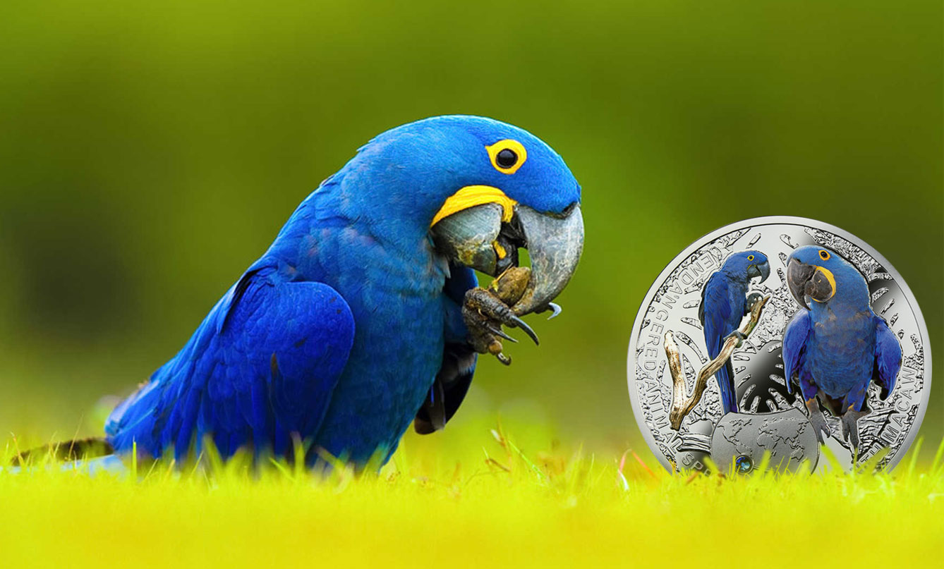 Beautiful Parrots