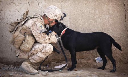 Soldier rescue dogs