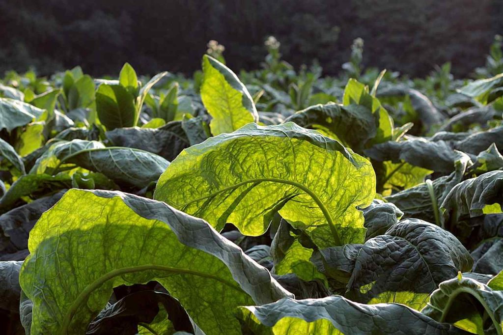 Tobacco (Nicotiana tabacum)