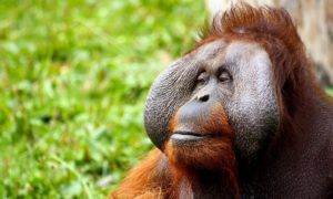 Facts About Palm Oil