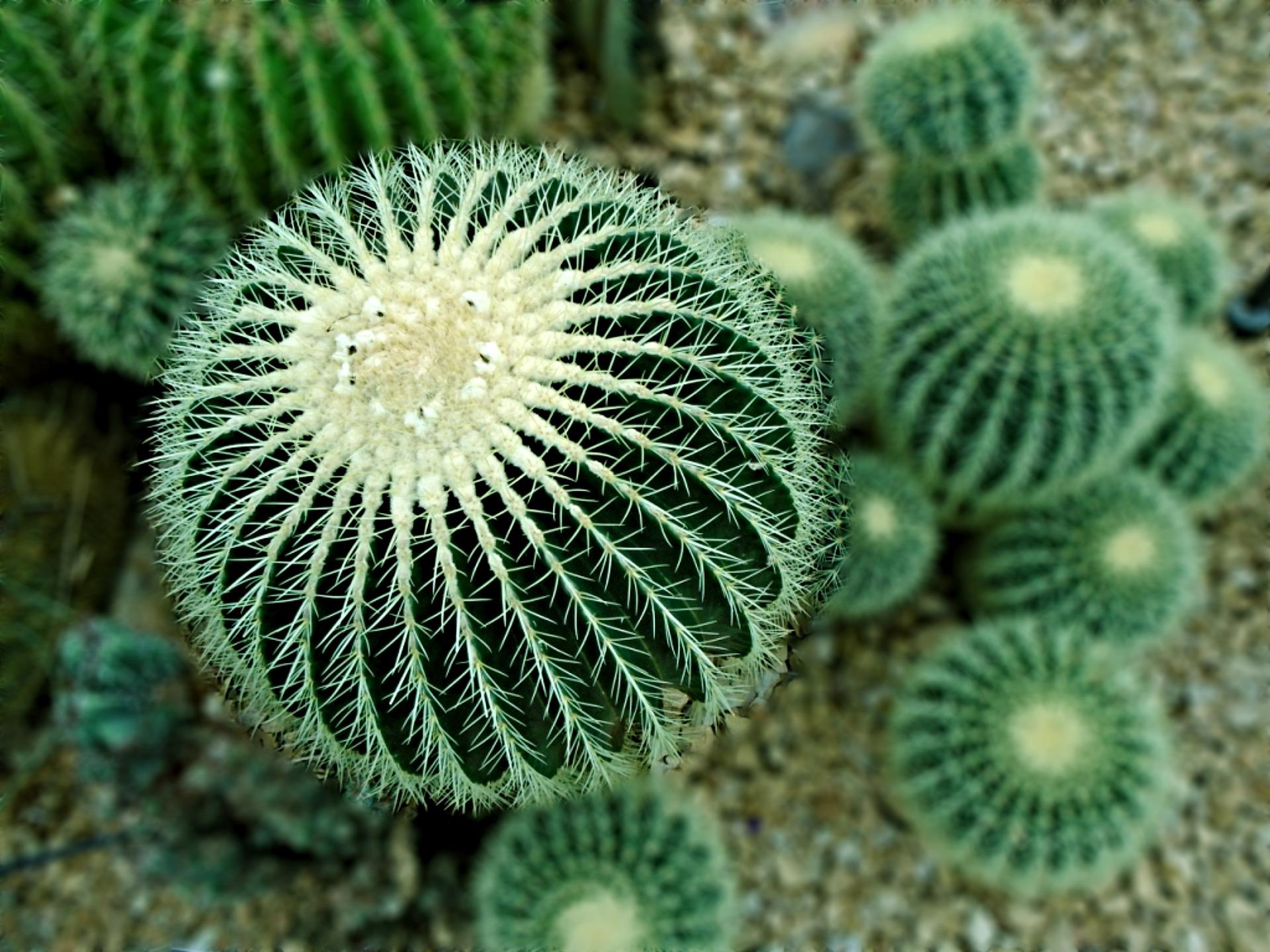 Top 10 Most Strange Desert Plants