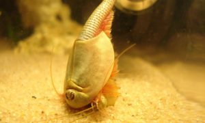 Horseshoe Shrimp