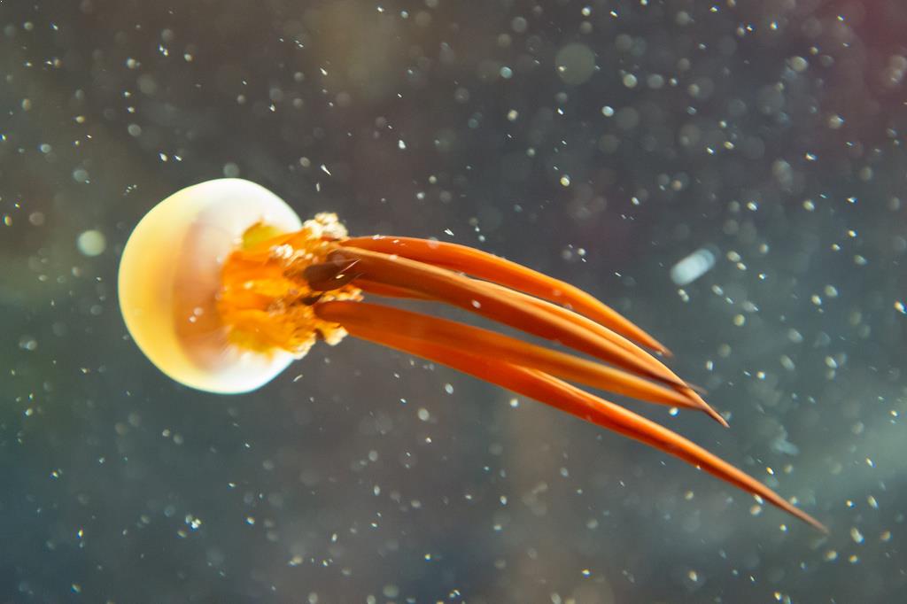 Beautiful Jellyfish