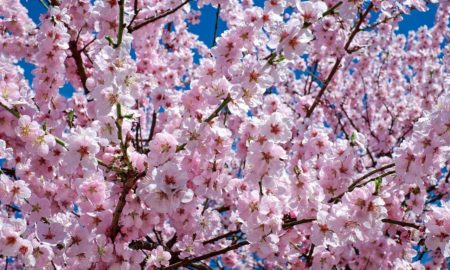 Cherry Blossoms Around the World