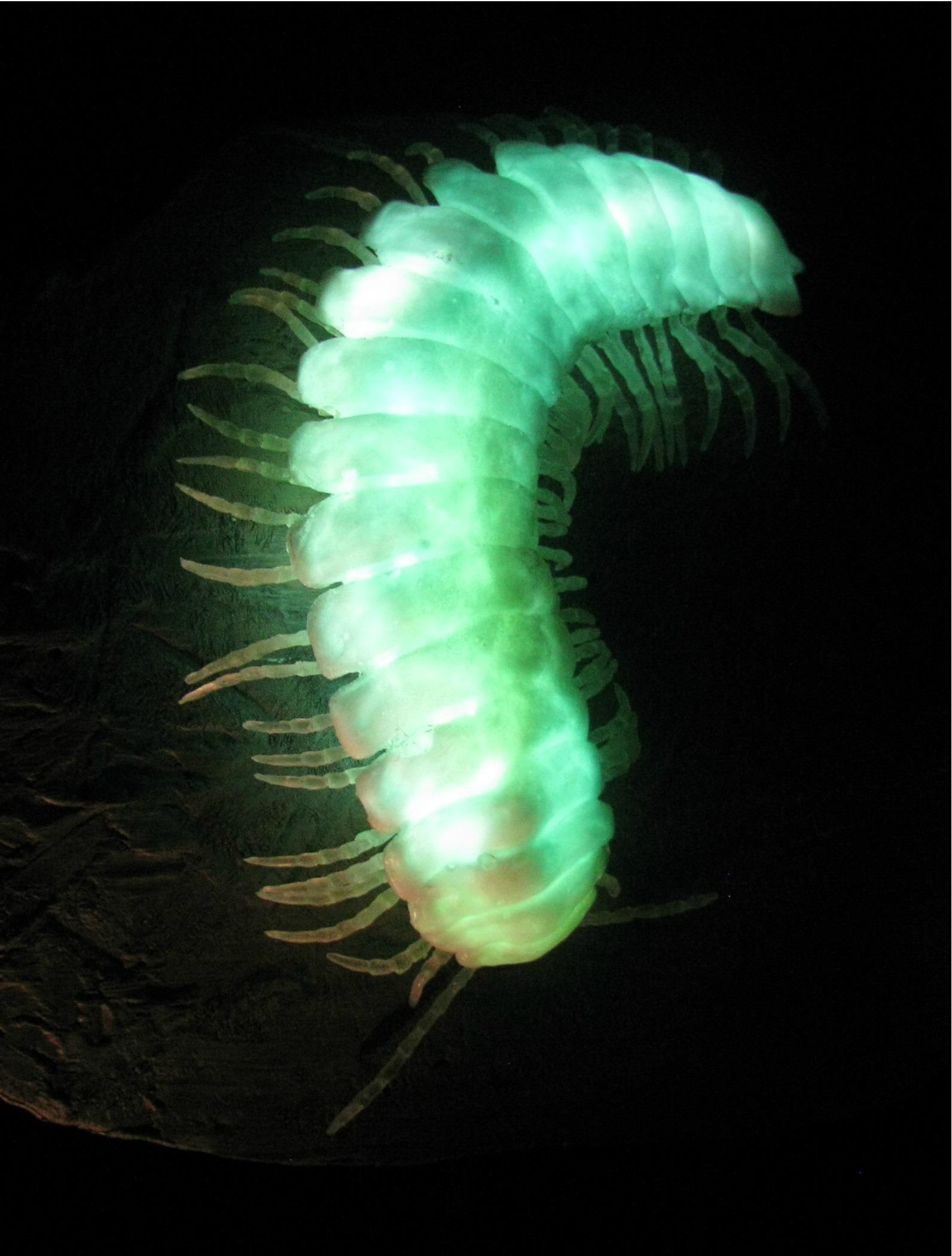 bioluminescent animals