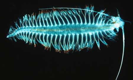 bioluminescent animals