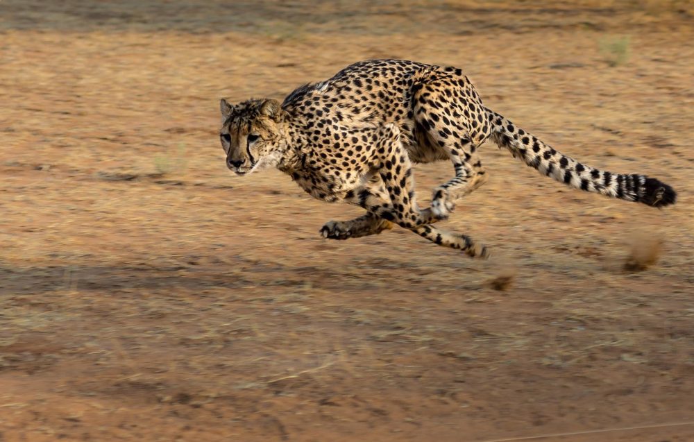 Fastest Land Animals In The World