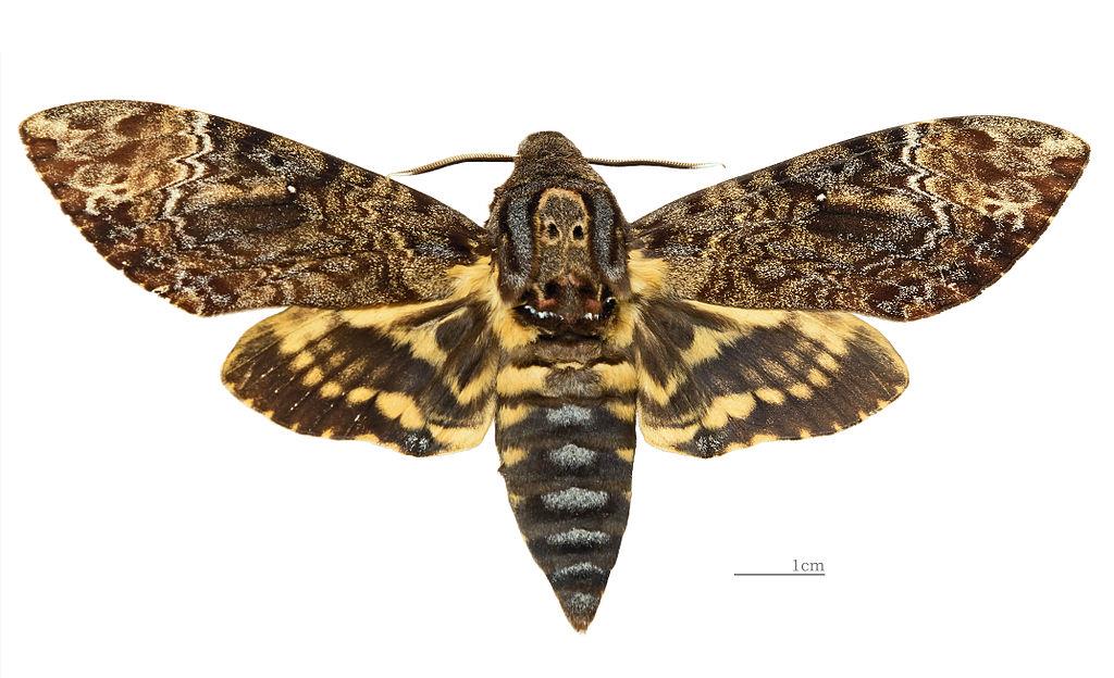 Moth Species