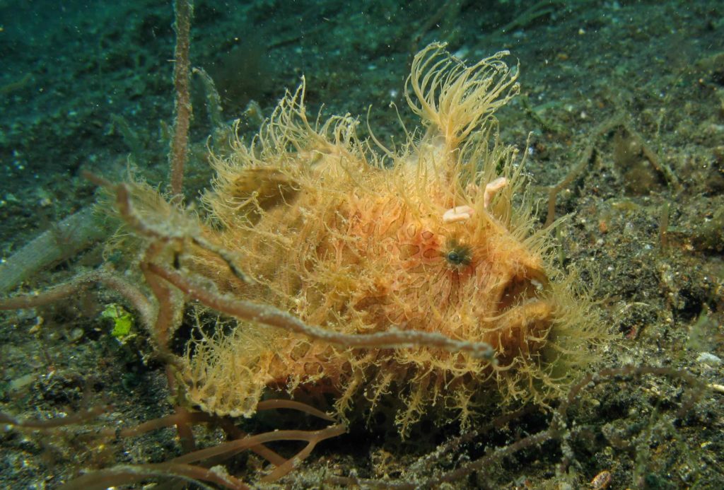 STRIATED FROGFISH