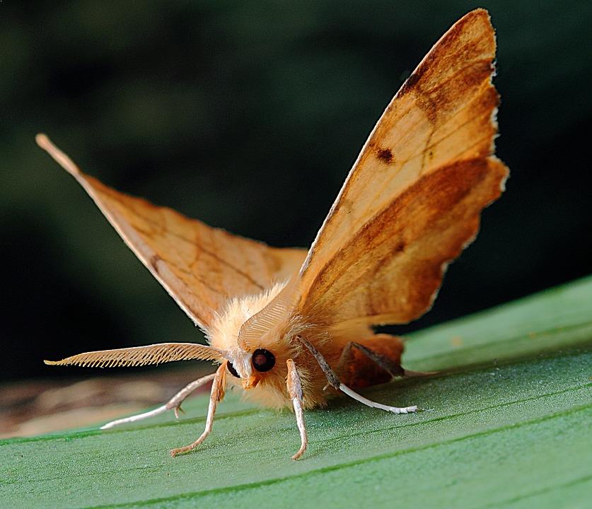 Moth Species