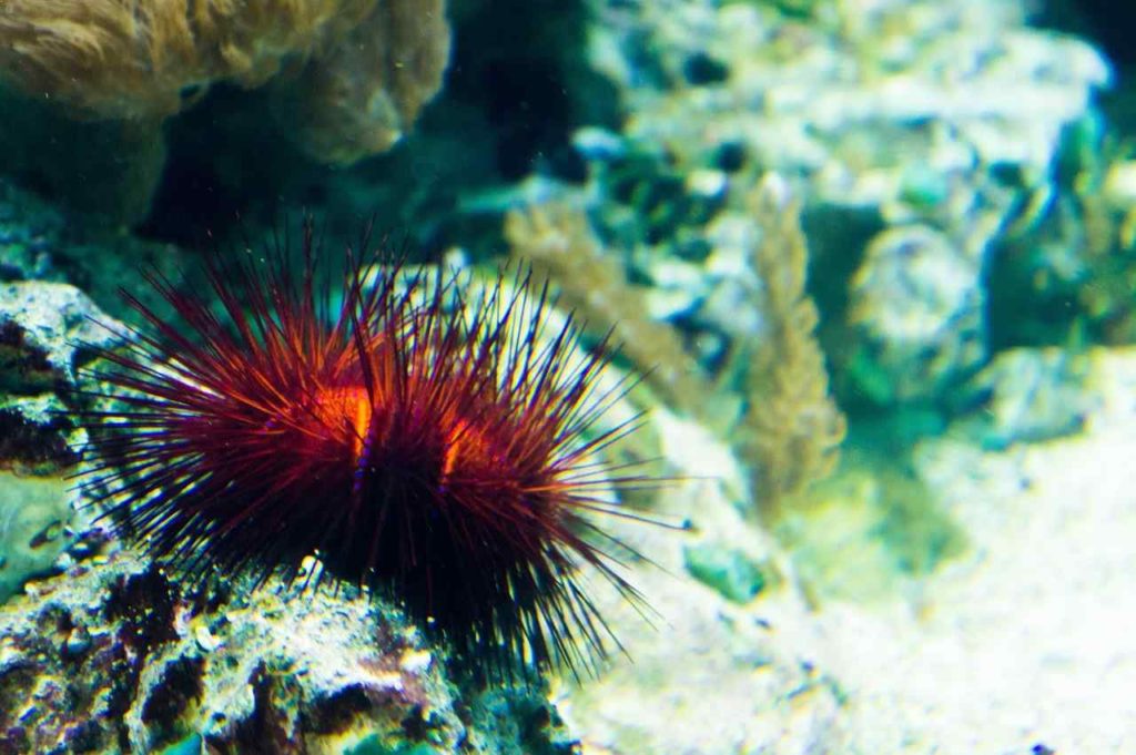 RED SEA URCHINS