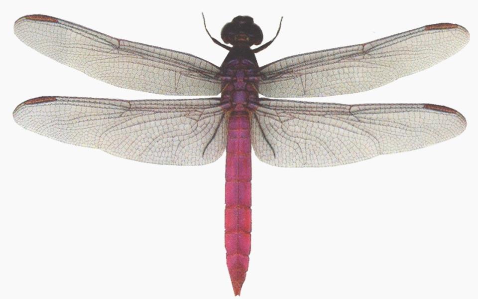 Dragonfly Species