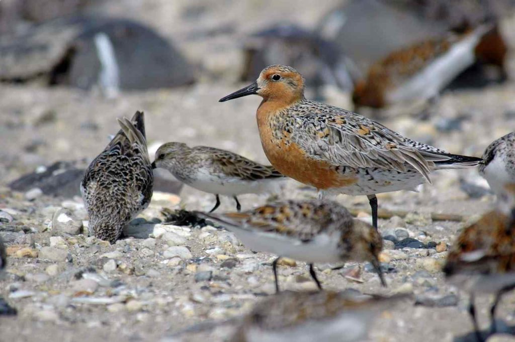 The Red Knot