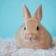 Do You Know how a Happy Bunny Rabbit Binky looks like?
