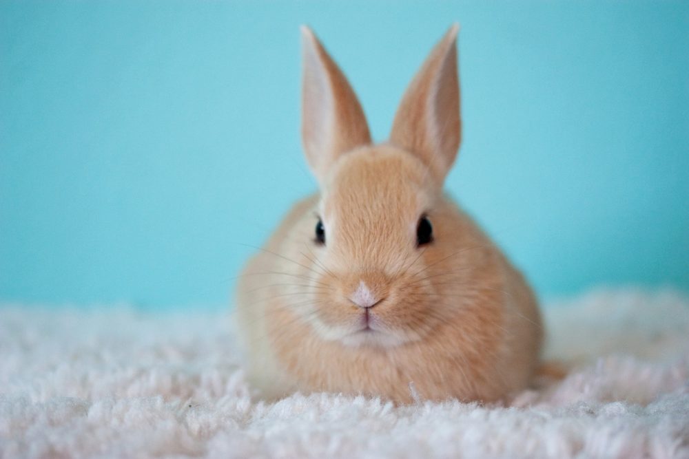 Do You Know how a Happy Bunny Rabbit Binky looks like?