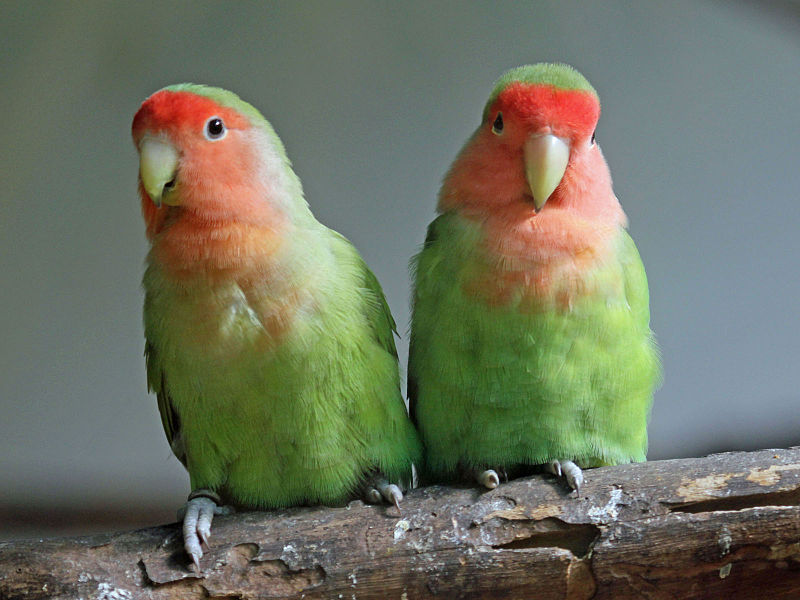 Peach-faced Lovebirds