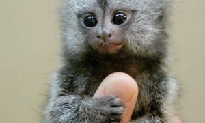 Smallest monkey in the world