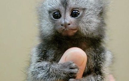 Smallest monkey in the world