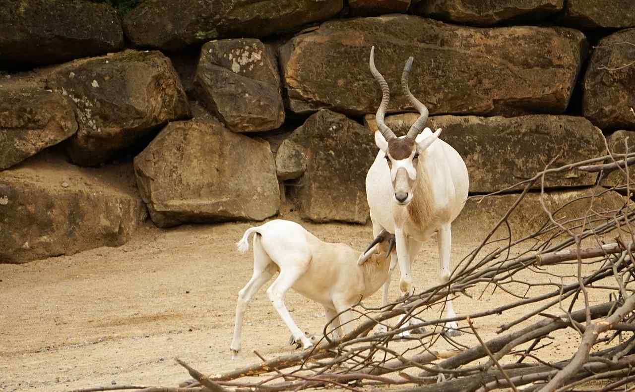 Addax Antelope