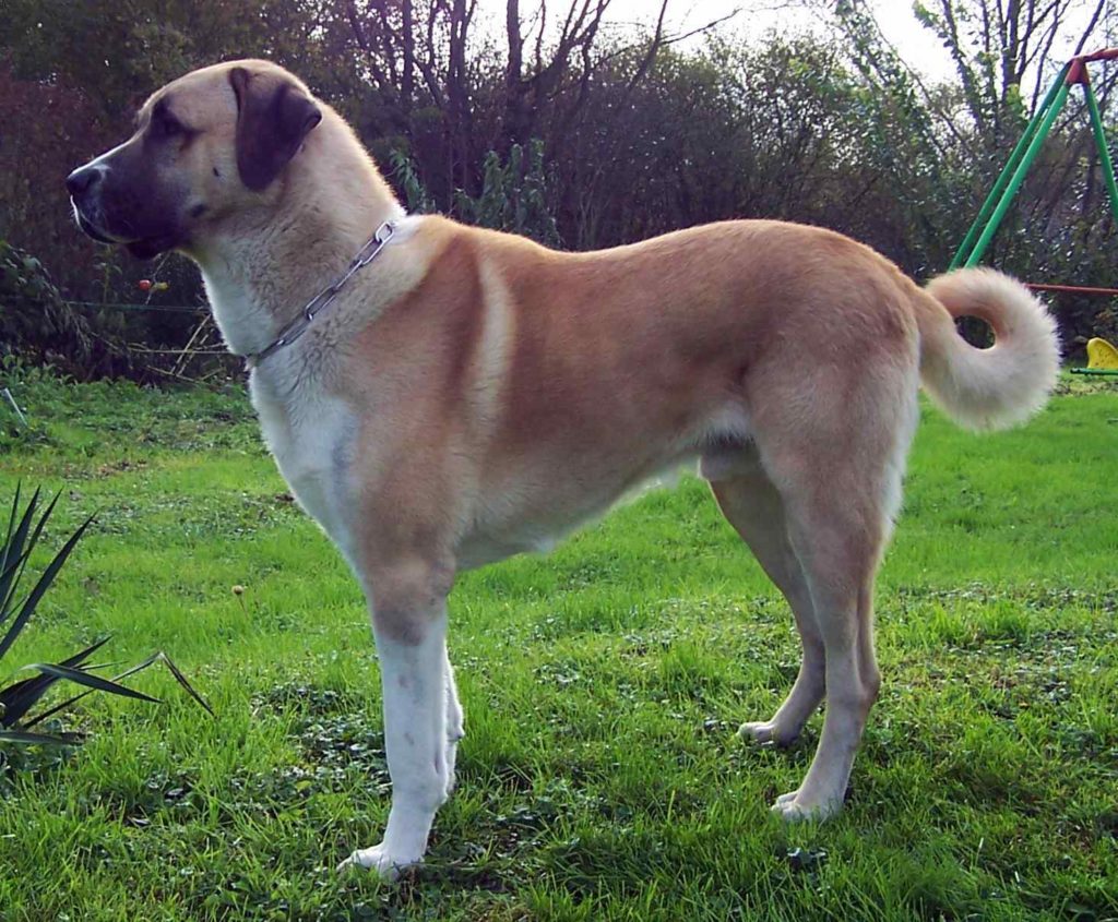 Anatolian Shepard Dog