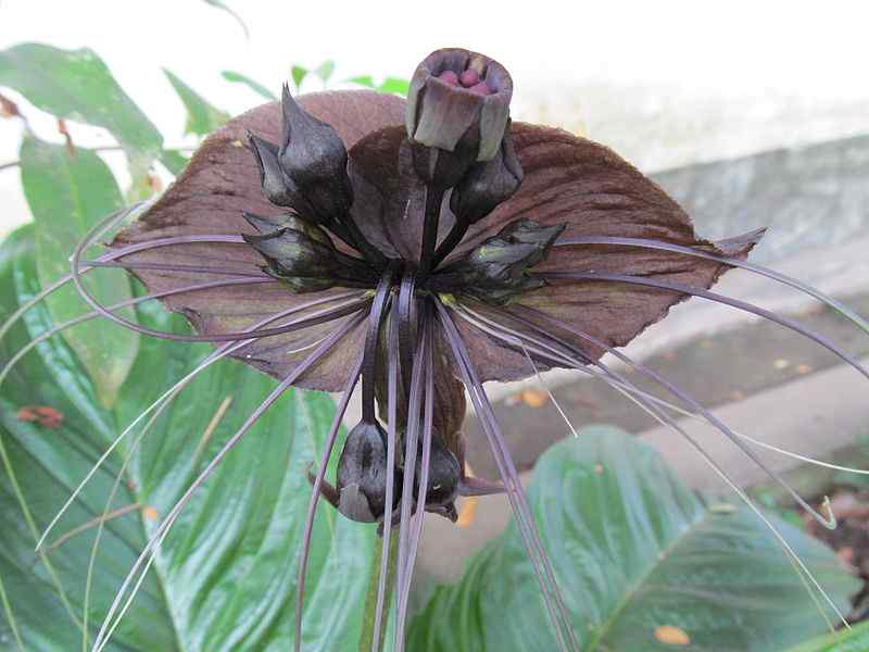 Black Bat Flower