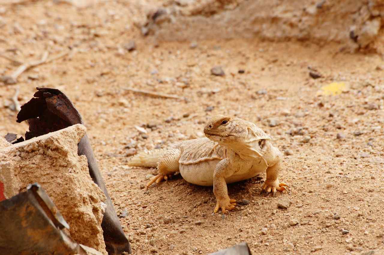 Top 10 Incredibly Adaptive Sahara Desert Animals