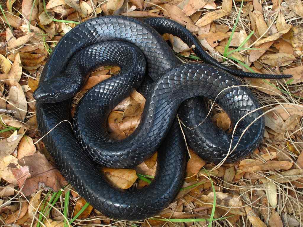 Indigo Eastern Rat Snake