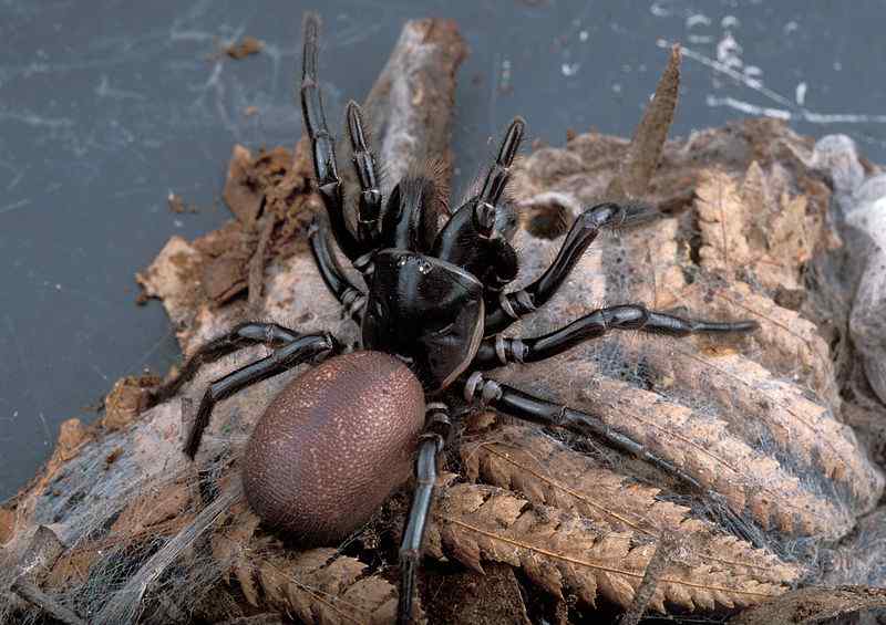 Australian Funnel-Web Spiders