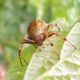 Australian Garden Orb Weaver Spider