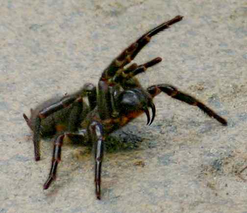 Sydney Funnel-web Spider
