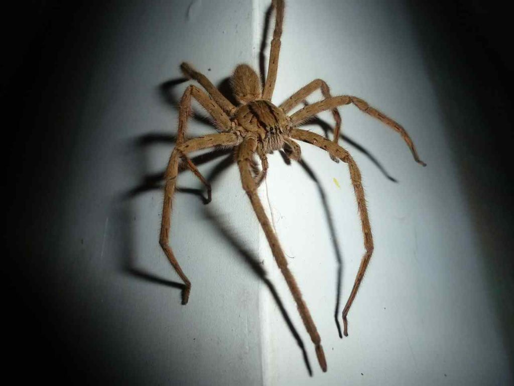 Australian Spiders 