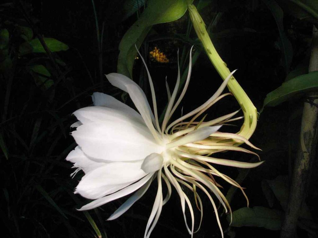 Kadupul Flower
