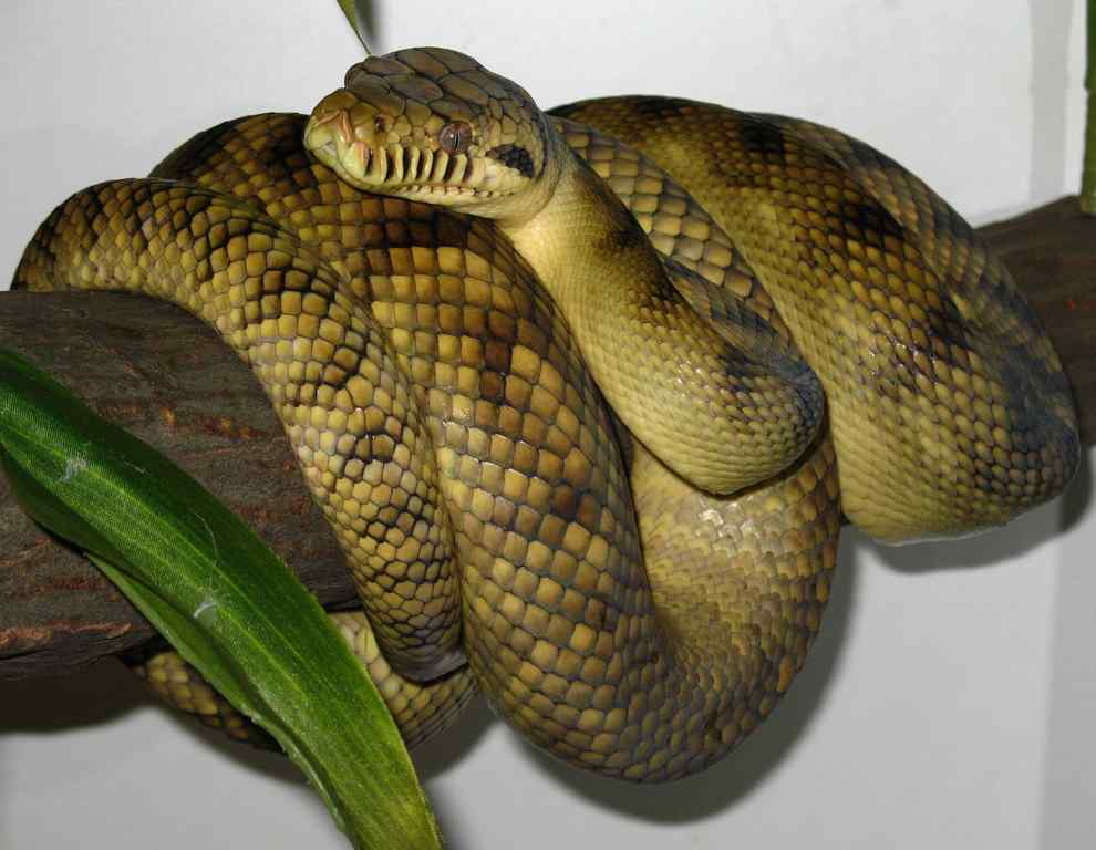 Amethystine (scrub) python