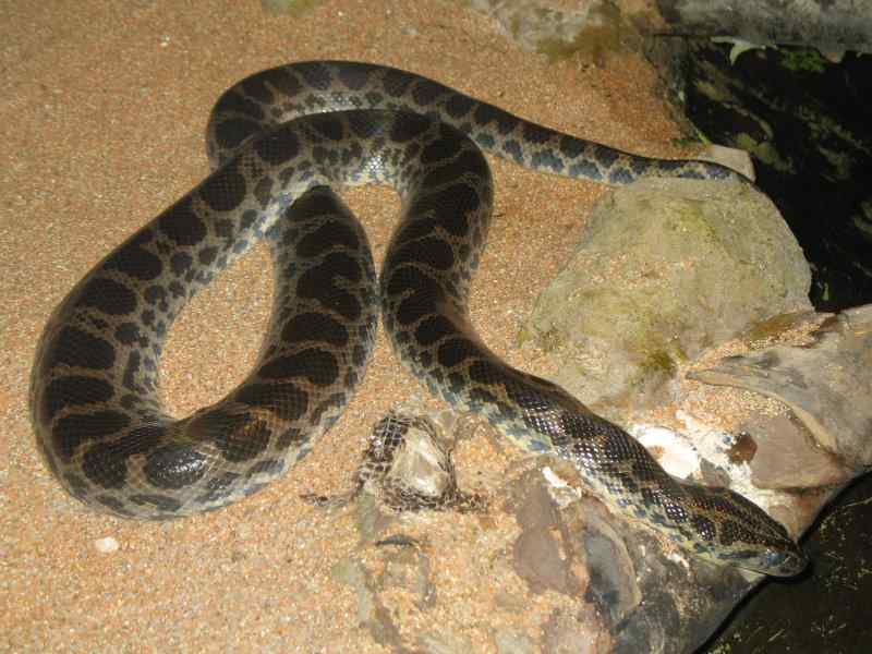 Dark-spotted anaconda