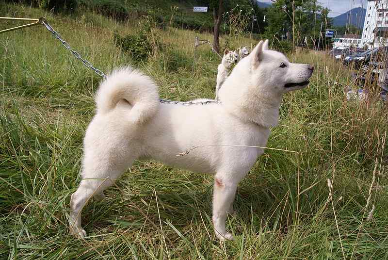 Hokkaido Ken Dog