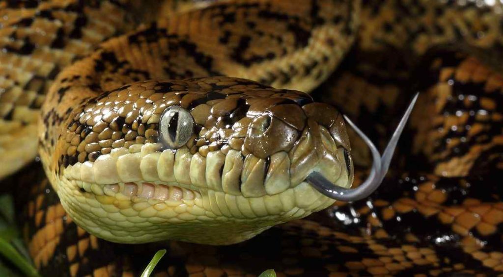 Papuan python