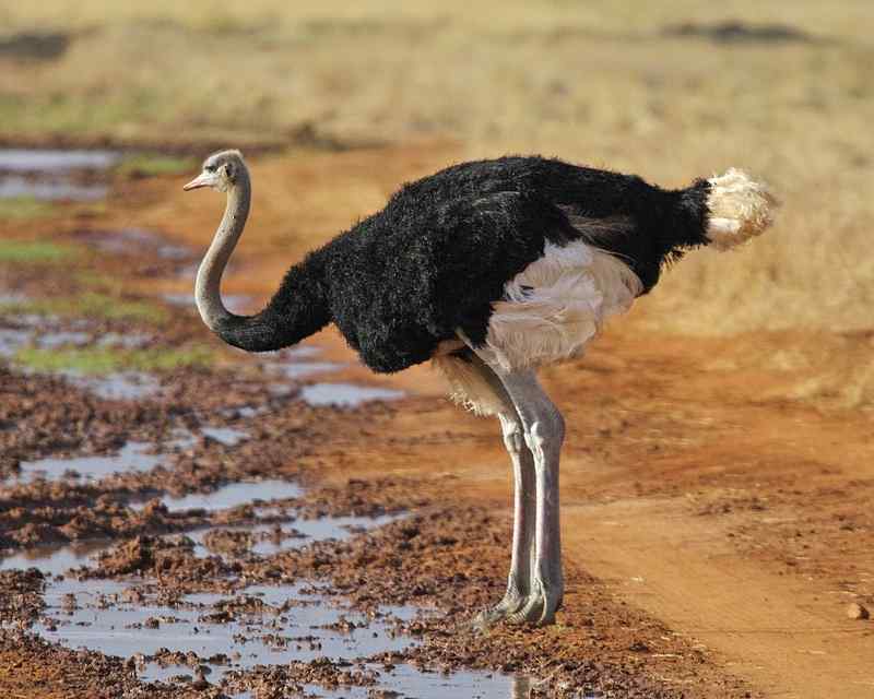 African Ostrich