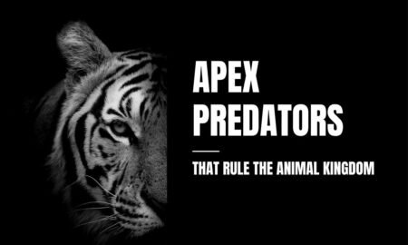 Apex Predators That Rule the Animal Kingdom