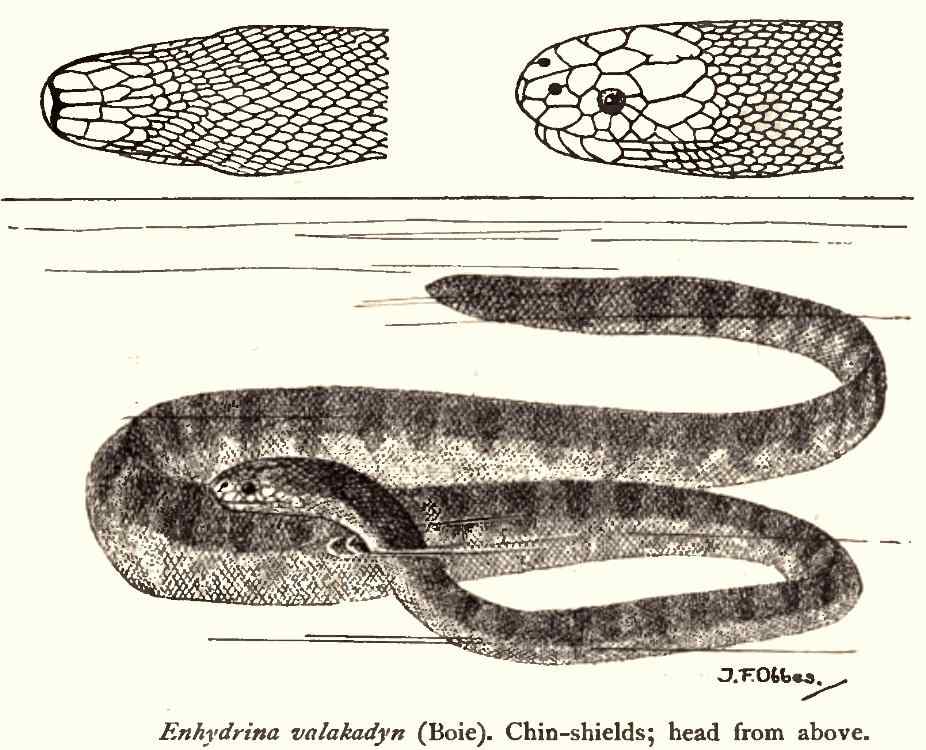 Beaked-Sea Snake